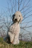 BEDLINGTON TERRIER 118